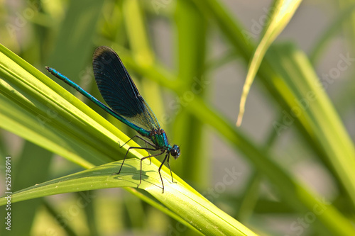 A dragonfly perched on a leaf of grass on a sunny summer day. 