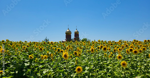 Orthodox church with golden domes in the middle of a field with sunflowers.