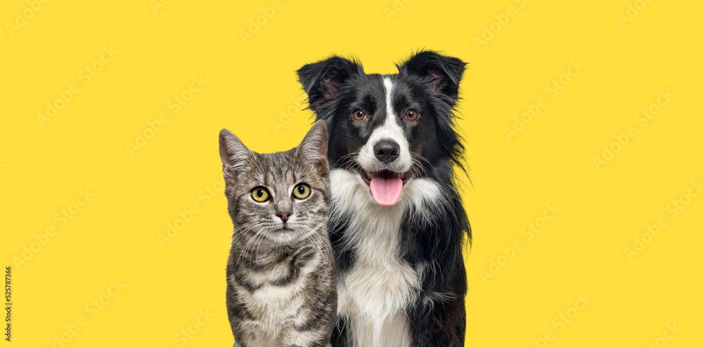 Grey striped tabby cat and a border collie dog with happy expression together on yellow background, banner framed looking at the camera