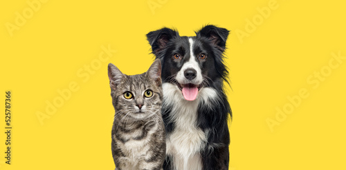 Grey striped tabby cat and a border collie dog with happy expression together on yellow background, banner framed looking at the camera