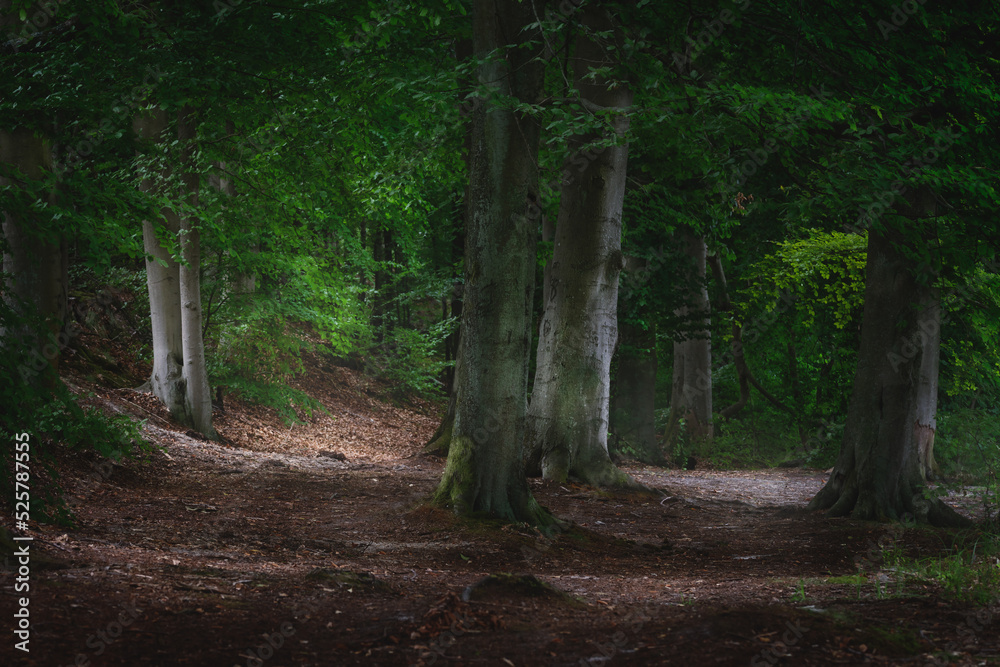 Beautiful landscape of the summer forest, beautiful trees in the forest with green leaves Beautiful landscape of the summer forest, beautiful trees in the forest with green leaves
