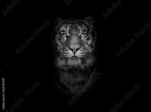 Black and white portrait of a Tiger looking at the camera on black background
