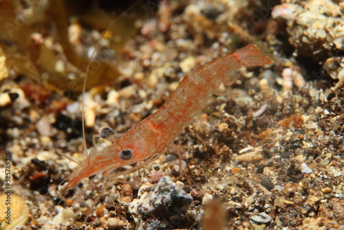 Shrimps on the seabed in their rocky sandy environment 