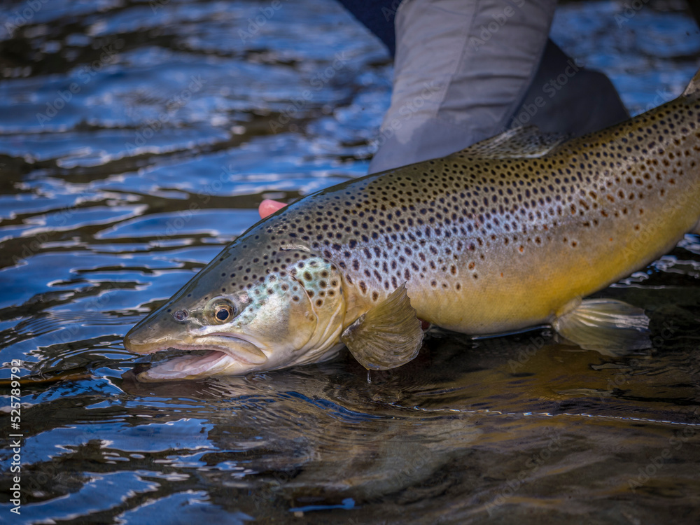 Obraz premium Brown trout caught fly fishing.