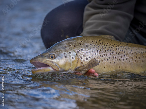 Brown trout caught fly fishing. © Andrew