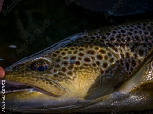 Brown trout caught fly fishing.