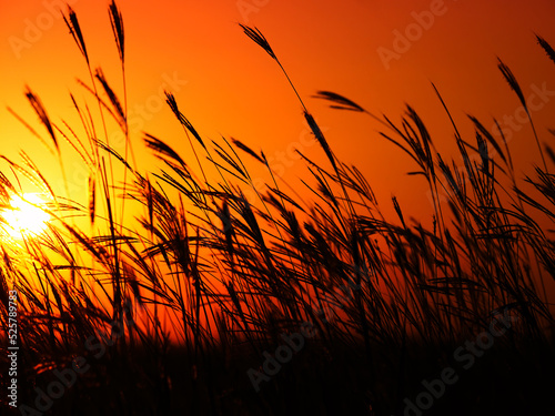 Grass ears at colorful red sunset in a hot summer day 