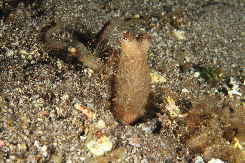 Octopus in its habitat on the seabed observing the situation Octopus in its habitat on the seabed observing the situation