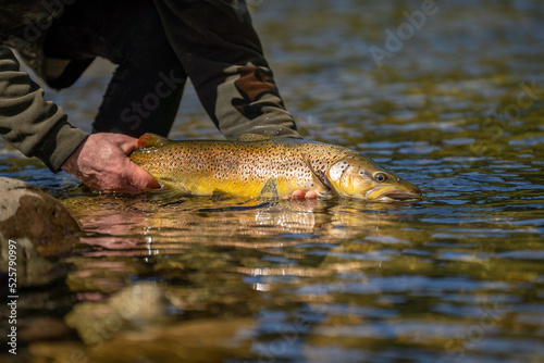 Fototapeta Naklejka Na Ścianę i Meble -  Brown trout caught fly fishing.