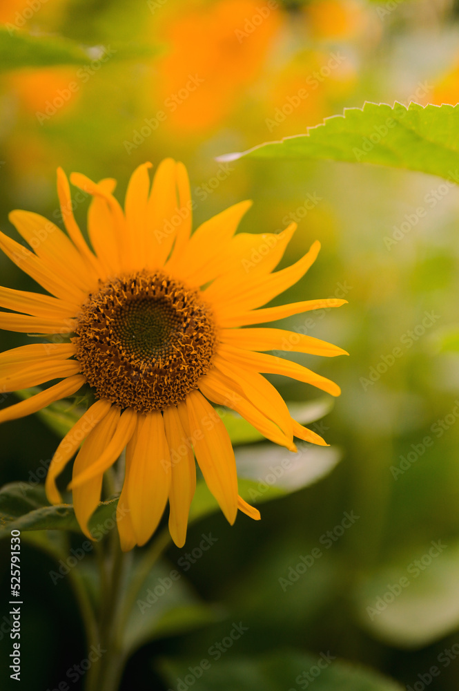 Naklejka premium sunflower field yellow bright colors