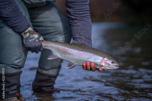 Rainbow trout caught fly fishing photo