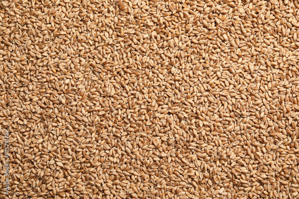 Heap of wheat grains as background, top view Heap of wheat grains as background, top view