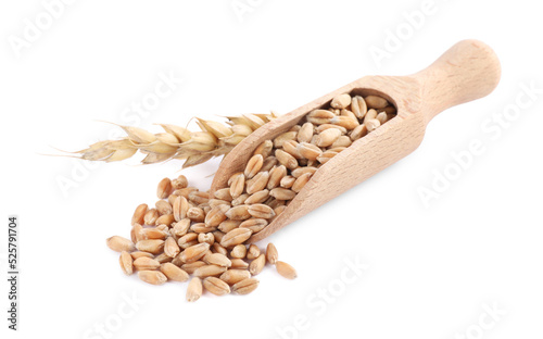 Wooden scoop with wheat grains and spike on white background
