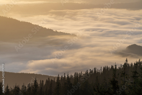 Fototapeta Naklejka Na Ścianę i Meble -  Beautiful landscape of morning foggy of the Carpathian mountains on a sunny day in summer. Western Ukraine, Europe