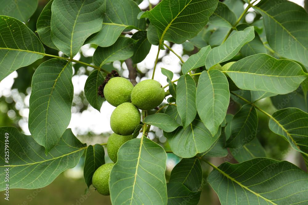Green unripe walnuts on tree branch outdoors Green unripe walnuts on tree branch outdoors