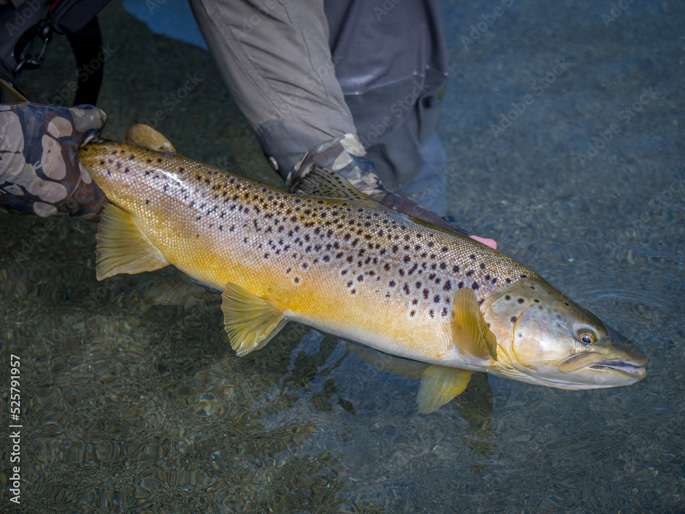 Obraz premium Brown trout caught fly fishing 