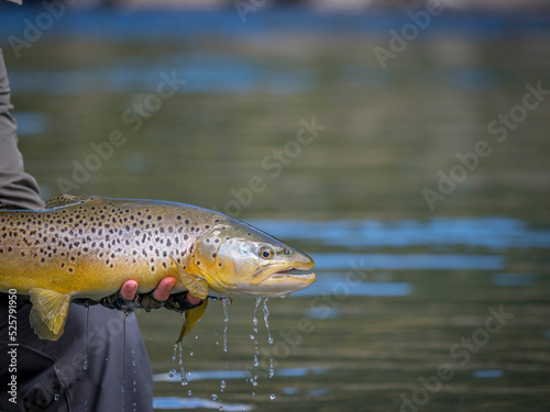 Brown trout caught fly fishing
