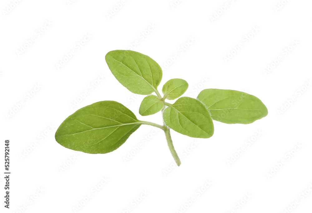 Aromatic green marjoram sprig isolated on white. Fresh herb Aromatic green marjoram sprig isolated on white. Fresh herb