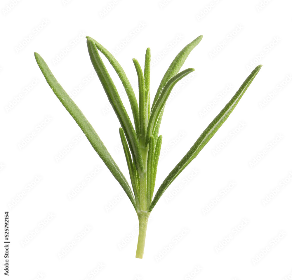 Aromatic rosemary sprig isolated on white. Fresh herb Aromatic rosemary sprig isolated on white. Fresh herb