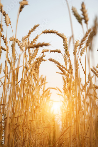 Ripe wheat growing in the field, close-up. Wheat ears on sunny sky background, selective focus. Copy space.