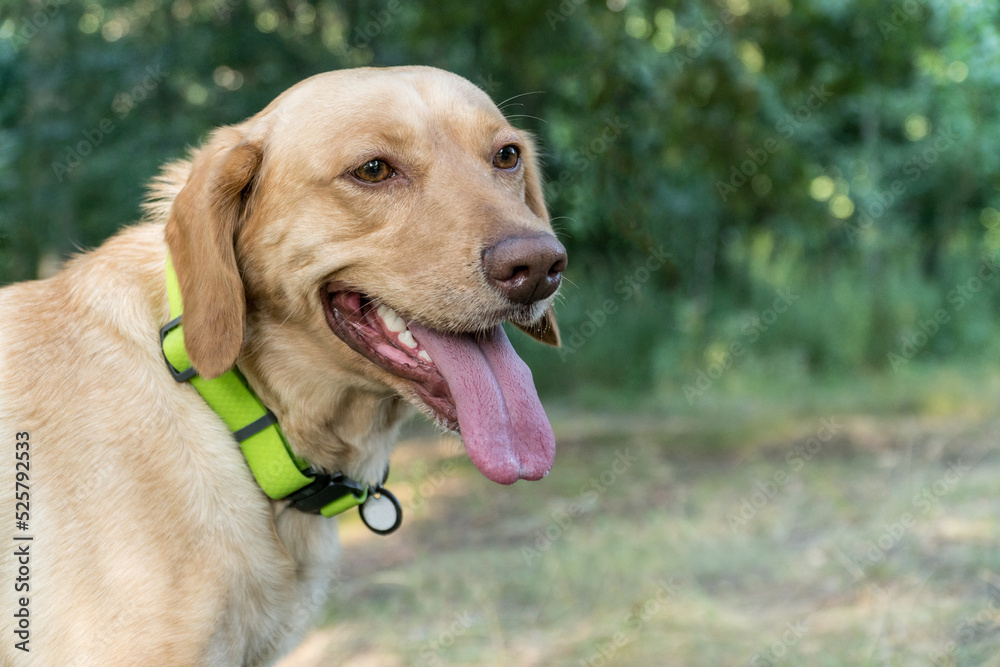 Portrait of a labrador with his tongue out in a green collar outdoors in front of a green trees. Portrait of a labrador with his tongue out in a green collar outdoors in front of a green trees.