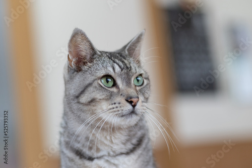 Wallpaper Mural 見つめる猫　サバトラ猫 Torontodigital.ca