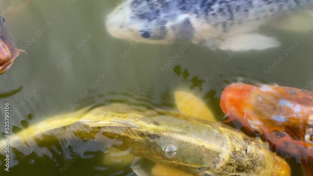 Kois, Koikarpfen in einem Teich.
