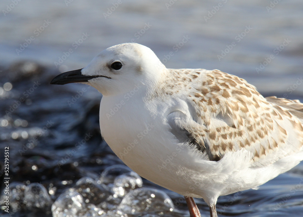Silver gull seagull bird standing near the ocean at a beach Silver gull seagull bird standing near the ocean at a beach