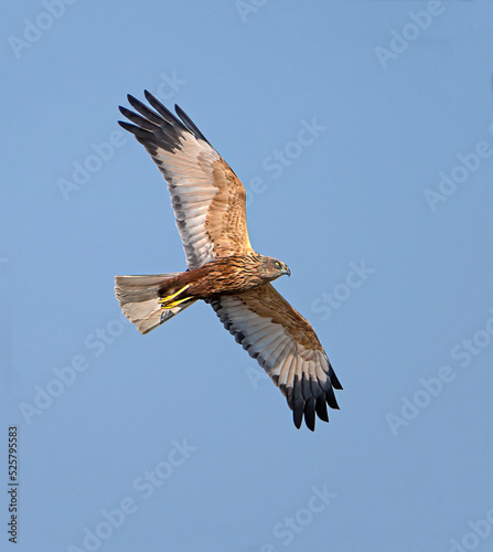 Marsh Harrier, male
