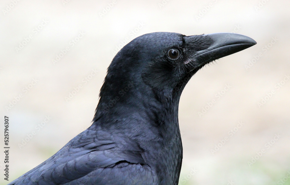 Close up profile of a torresian crow bird Close up profile of a torresian crow bird