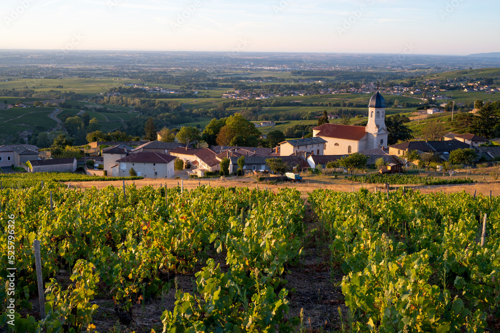 Paysage du Beaujolais au lever du jour autour du village viticole de Chiroubles en été en France dans le département du Rhône