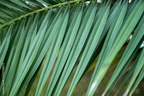 green background  close up texture of green palm leaf  palm leaf