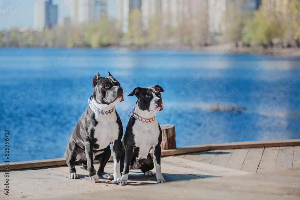 American Staffordshire terrier dog  outdoor