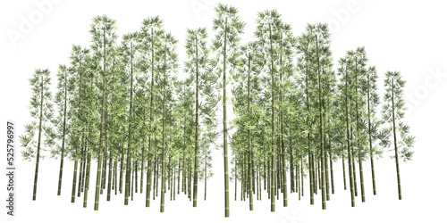 3d render illustration. Bamboo forest isolated on a white background. © nonnie192