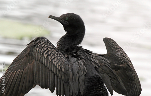 Little black cormorant bird sitting with its wings spread out near a lake © Tammy Walker