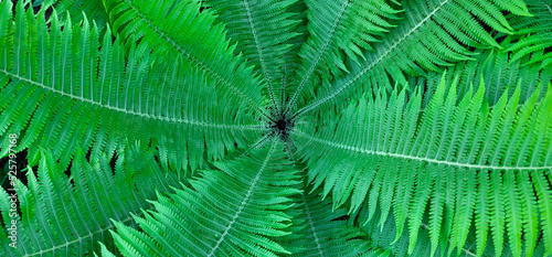 Fern funnel background.Green decorative fern in the garden