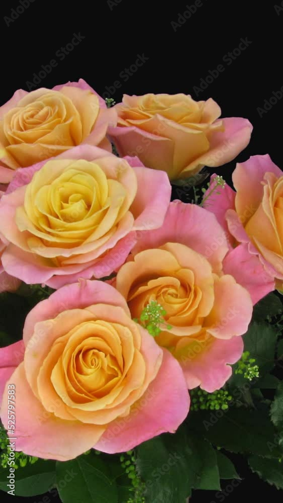 Time lapse of opening and rotating Miss Piggy rose bouquet with ALPHA transparency channel isolated on black background, vertical orientation