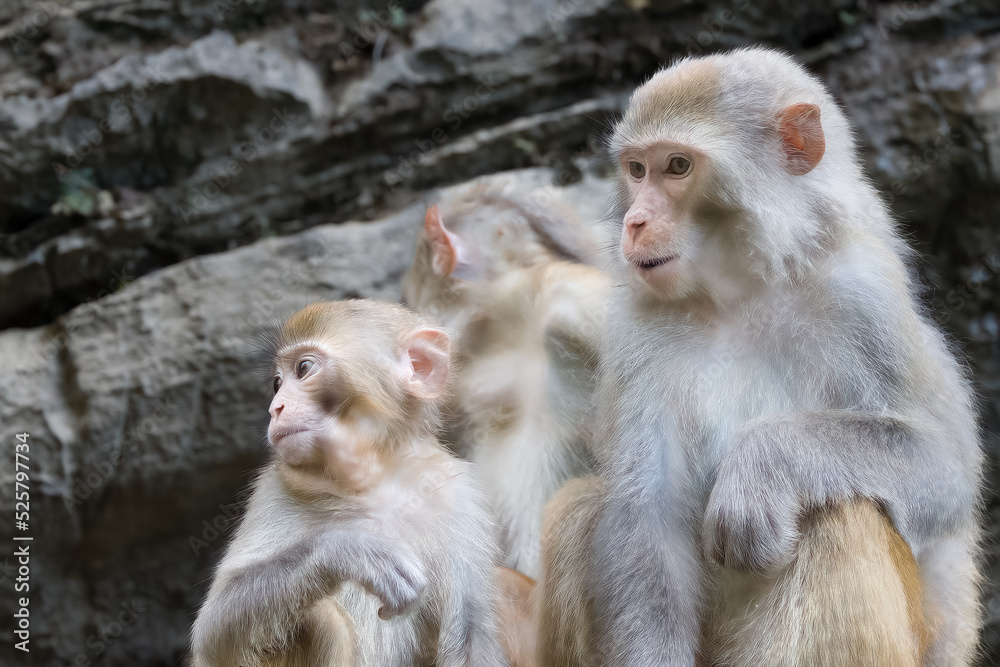 mother monkey and baby mother monkey and baby