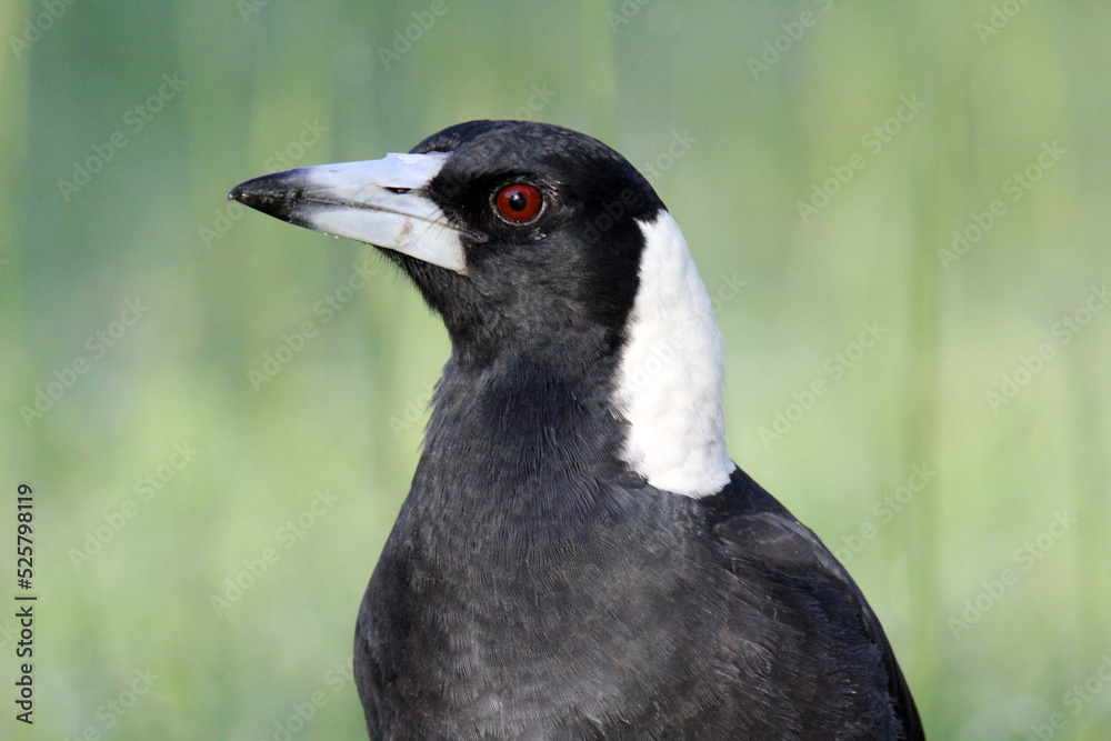 Close up portrait of an Australian magpie bird with grass in the background Close up portrait of an Australian magpie bird with grass in the background