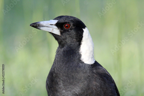 Close up portrait of an Australian magpie bird with grass in the background