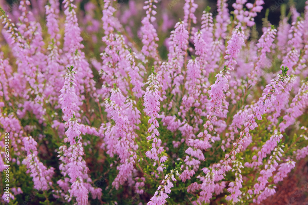 Purple pink common heather. Calluna vulgaris. Landscape plant heather. Nature floral background.