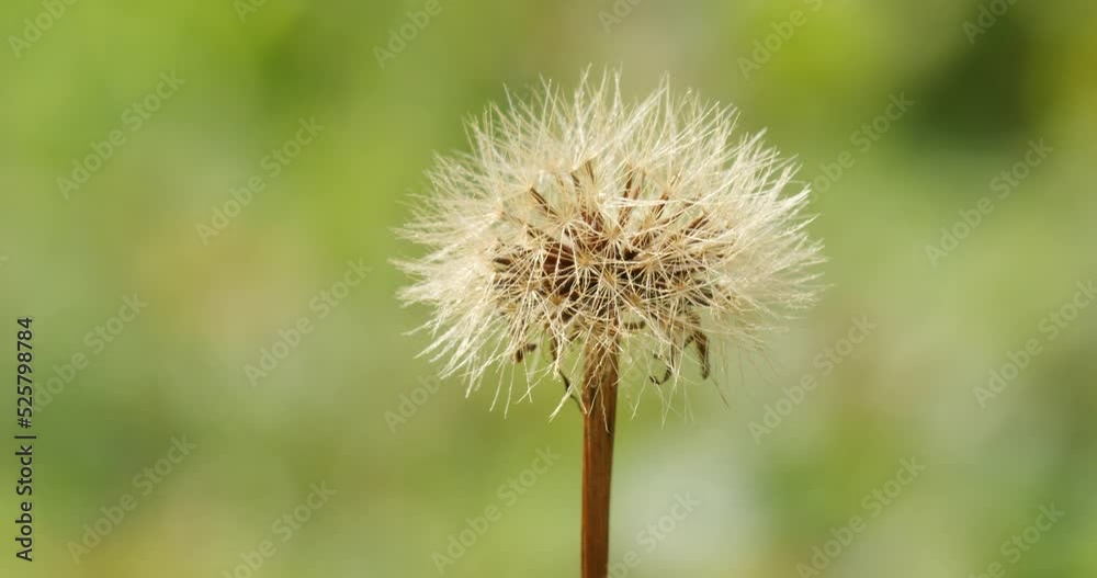 The fruit of Tragopogon orientalis, common name Oriental goat's beard The fruit of Tragopogon orientalis, common name Oriental goat's beard