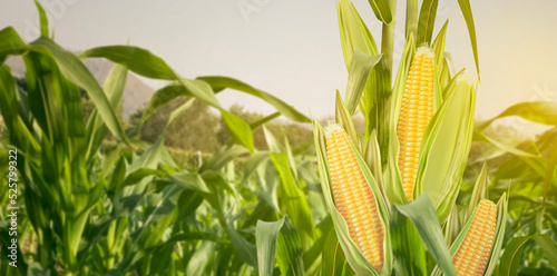 Sweet corn seeds and green leaves at Corn field in 3D illustration background. of free space for your texts and branding.