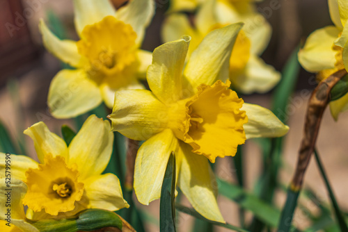 Narcissus , yellow variety of narcissus with a large cup.