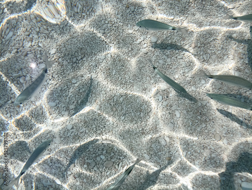 Wallpaper Mural Fish in the sea of ​​Cala Mariolu Sardinia
 Torontodigital.ca