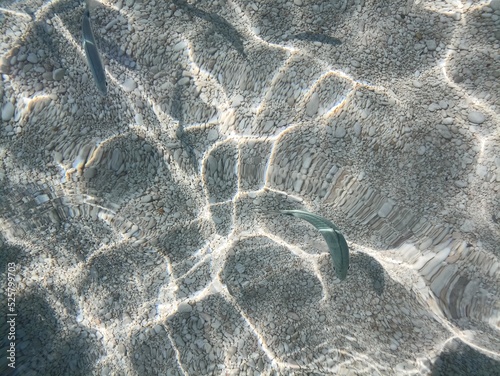 Wallpaper Mural Fish in the sea of ​​Cala Mariolu Sardinia
 Torontodigital.ca