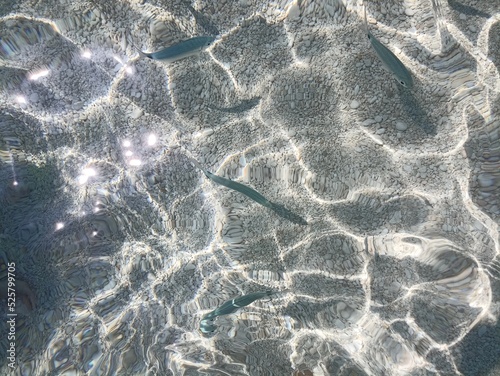 Wallpaper Mural Fish in the sea of ​​Cala Mariolu Sardinia
 Torontodigital.ca