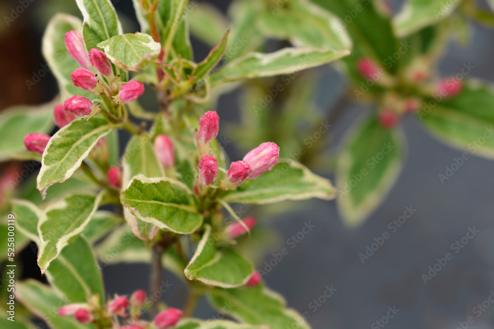 Variegated Weigela Variegated Weigela