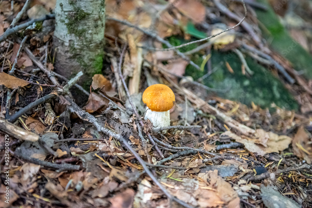 Mushrooms cut in the forest. Mushroom boletus edilus. Popular white mushrooms Boletus in the forest. Mushrooms cut in the forest. Mushroom boletus edilus. Popular white mushrooms Boletus in the forest.