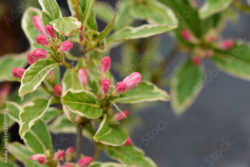 Variegated Weigela © nahhan